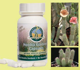 Hoodia Gordonii capsules - Effective and safe