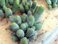 Hoodia Gordonii is a leafless and spiky succulent.